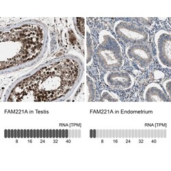 FAM221A Antibody, Novus Biologicals 25 &mu;L | Buy Online | Novus Biologicals | Fisher Scientific